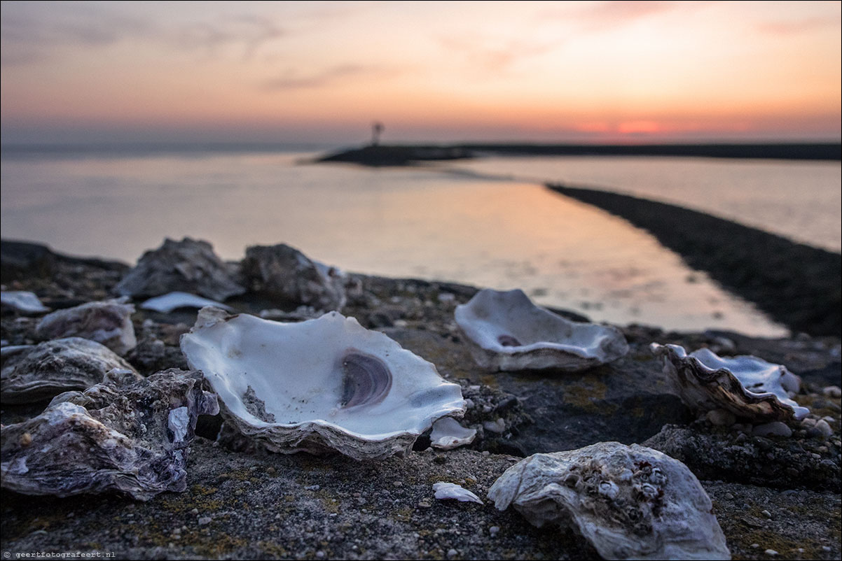 flaauwershaven zeeland oesters