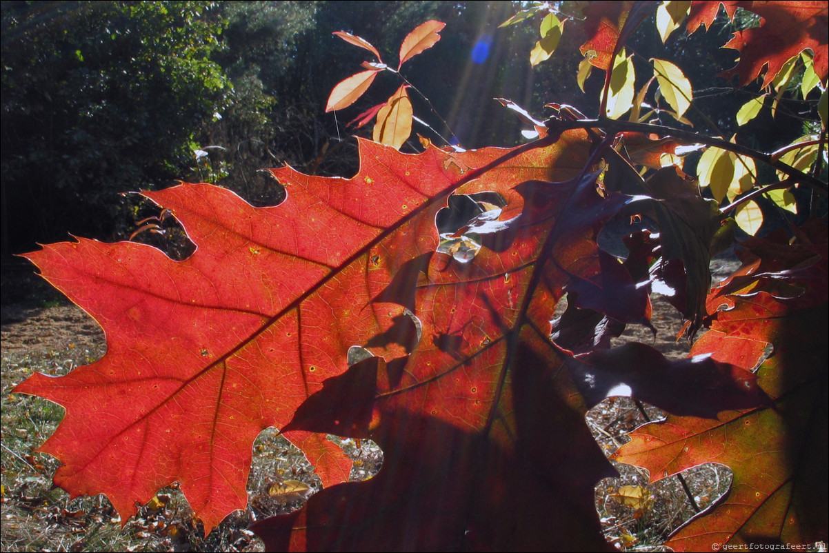 herfst blad vlieg