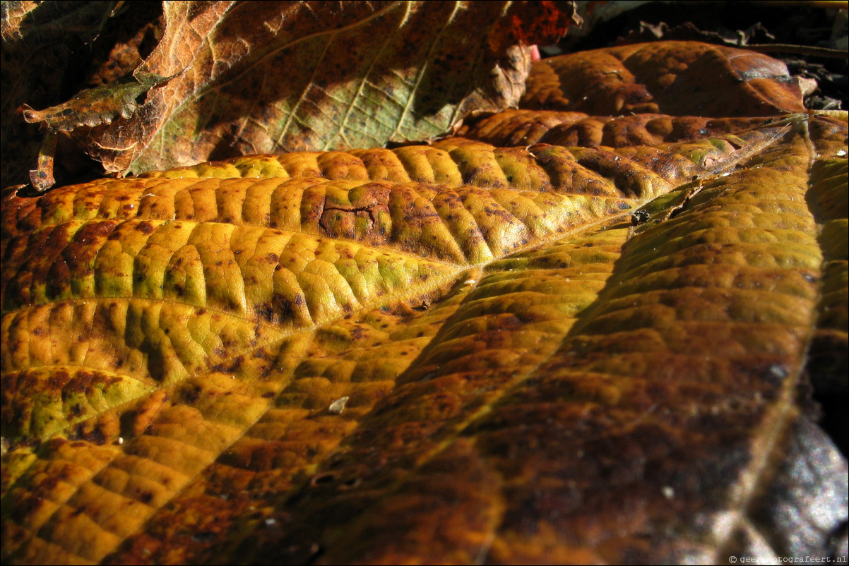 herfst blad