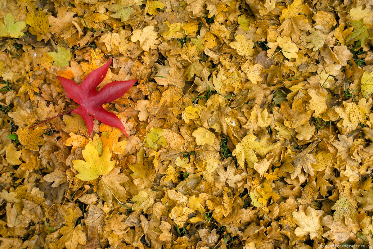 herfst blad rood