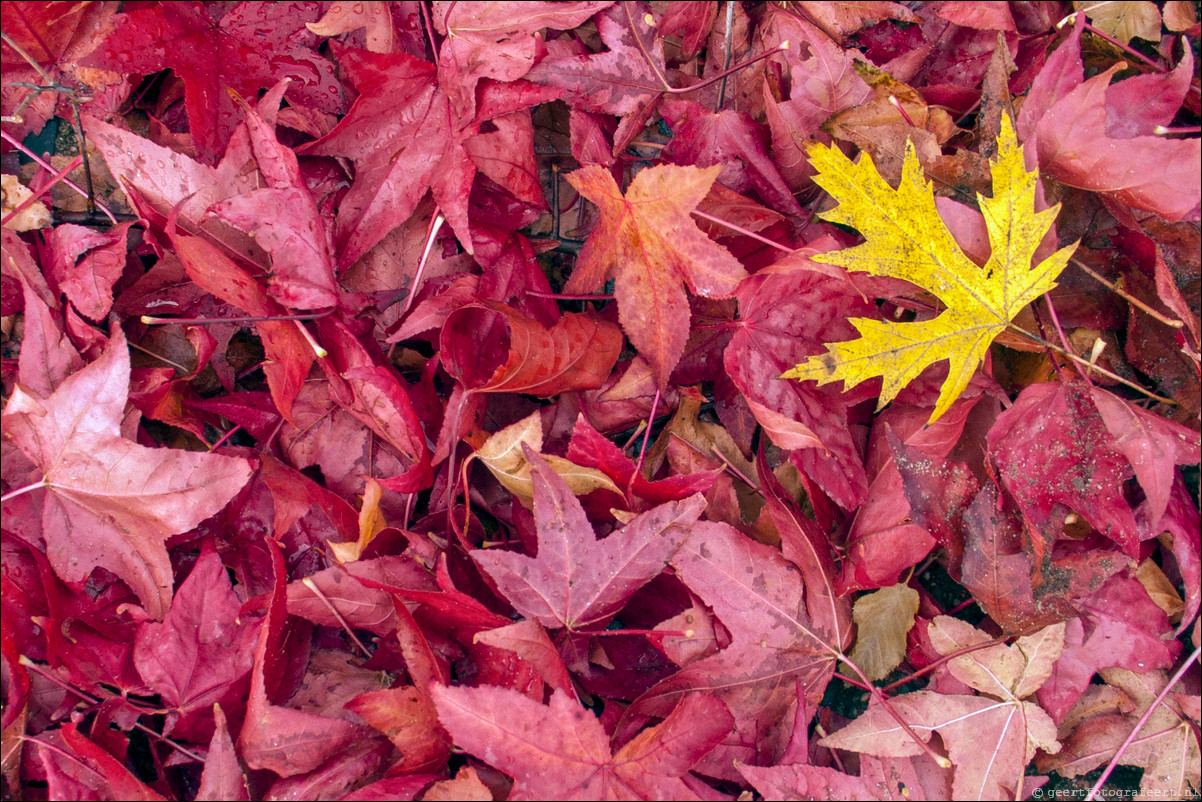 herfst blad rood