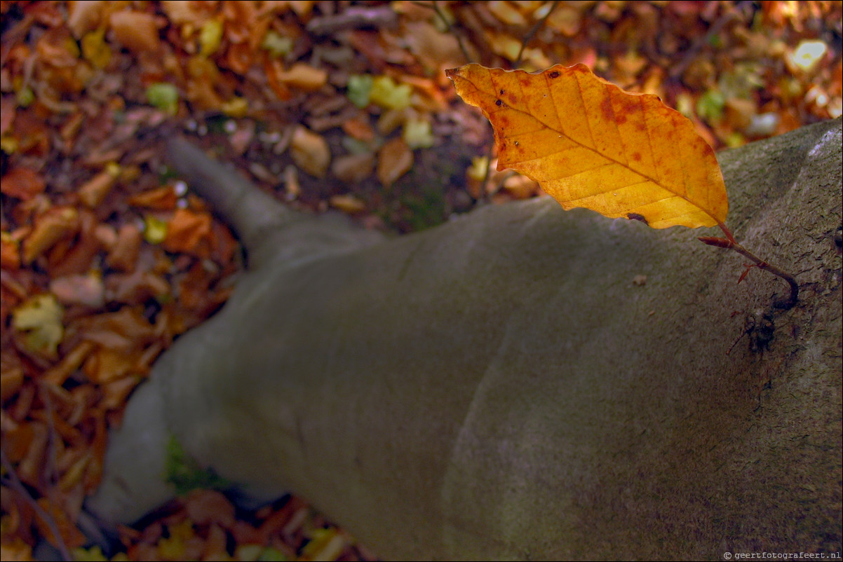 herfst blad beuk