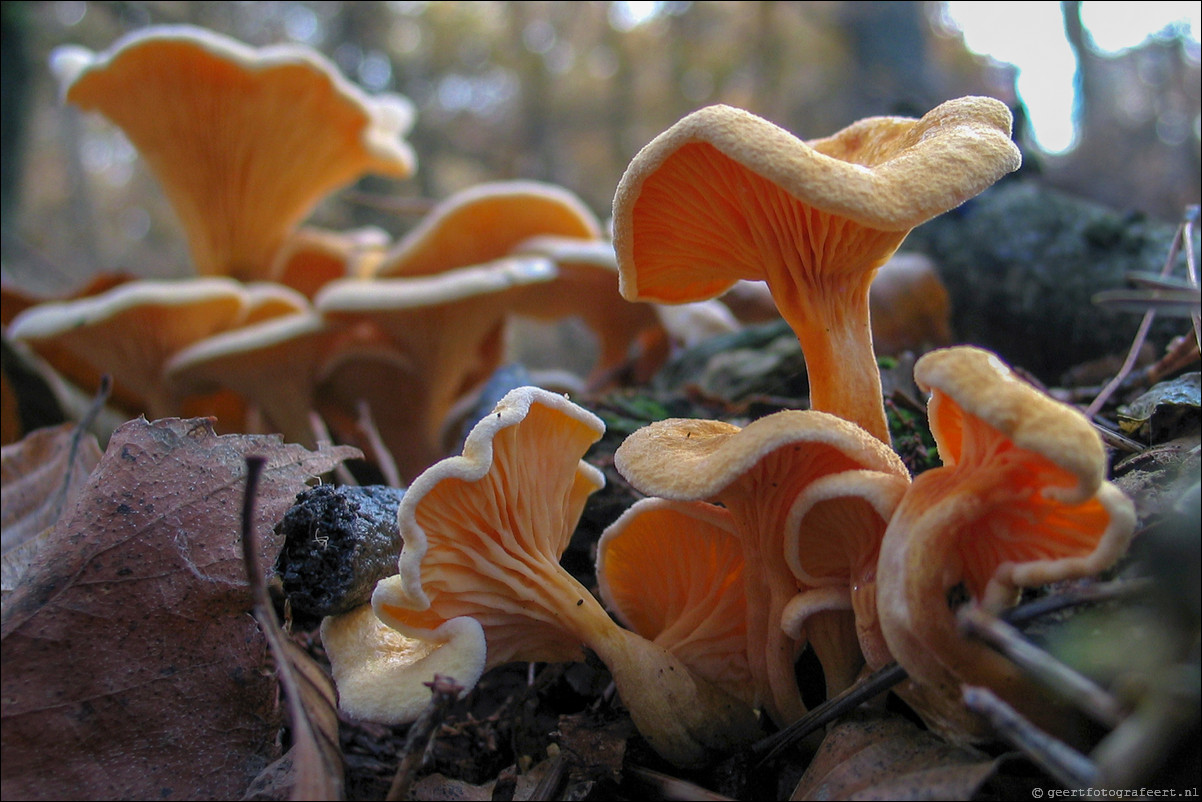 herfst paddestoelen