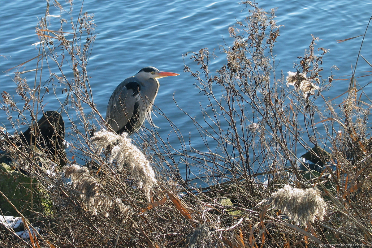 reiger