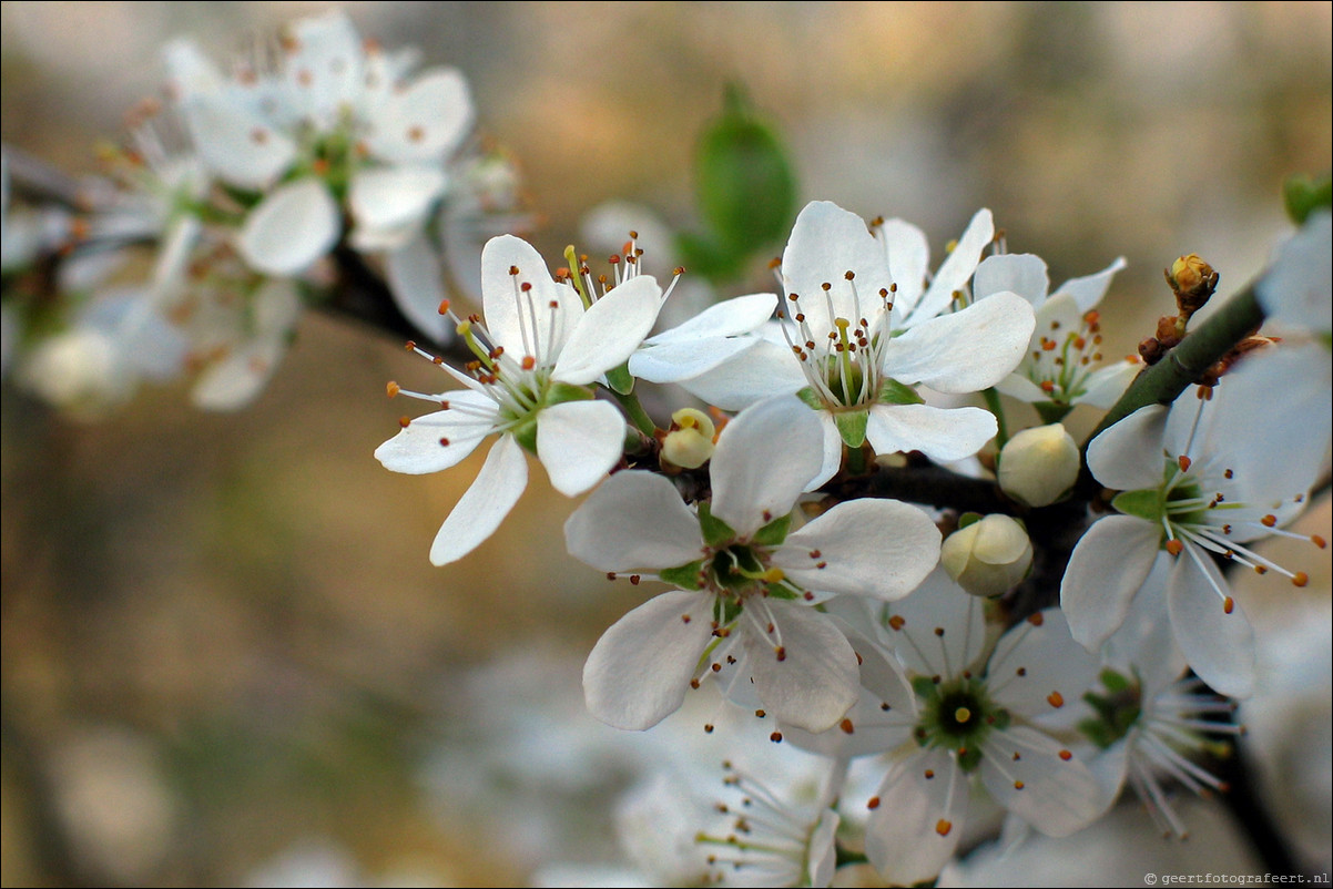 lente bloesem