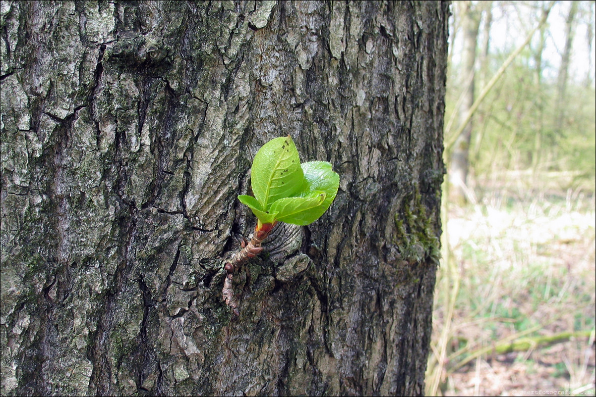 lente jong blad