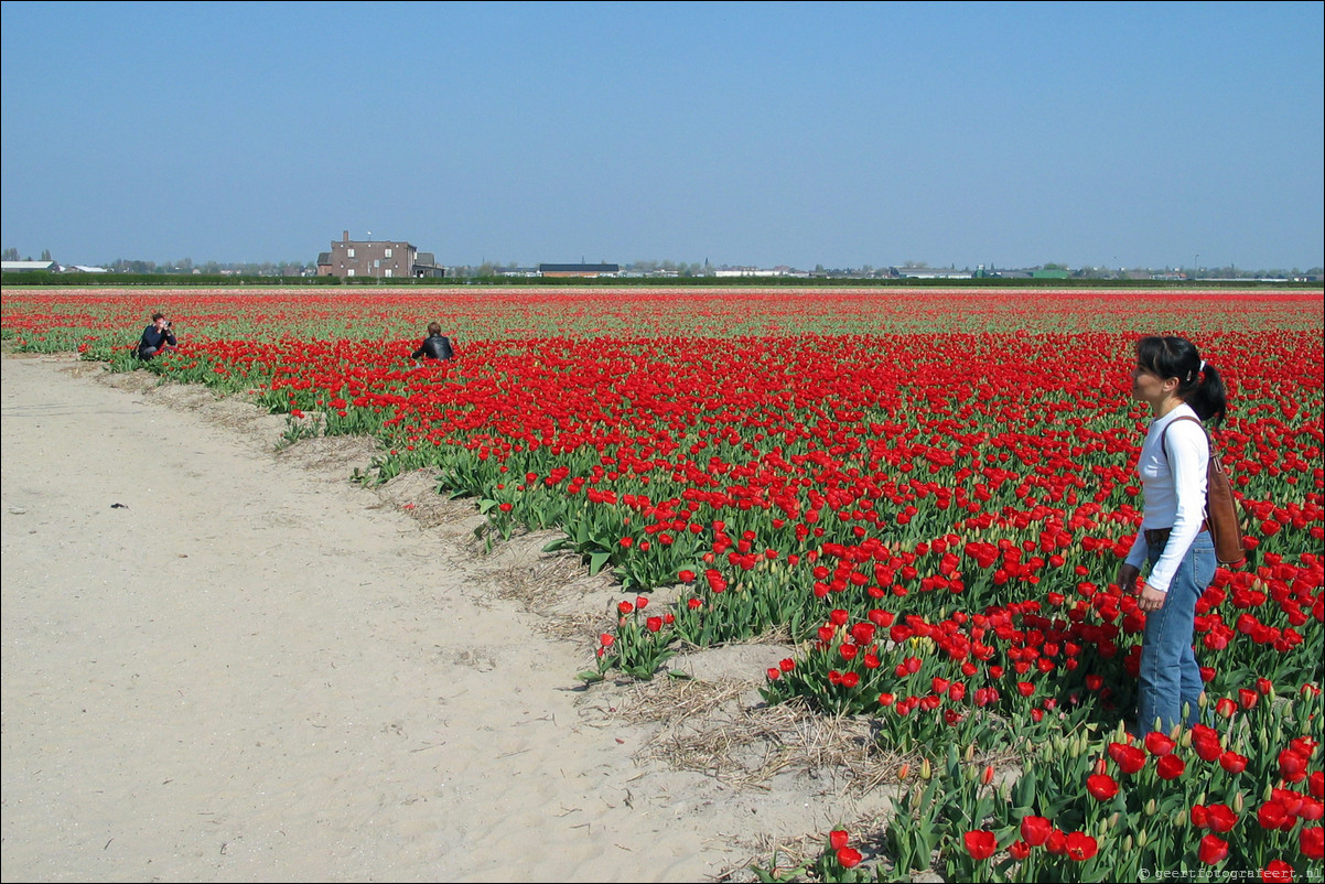 lente tulpen