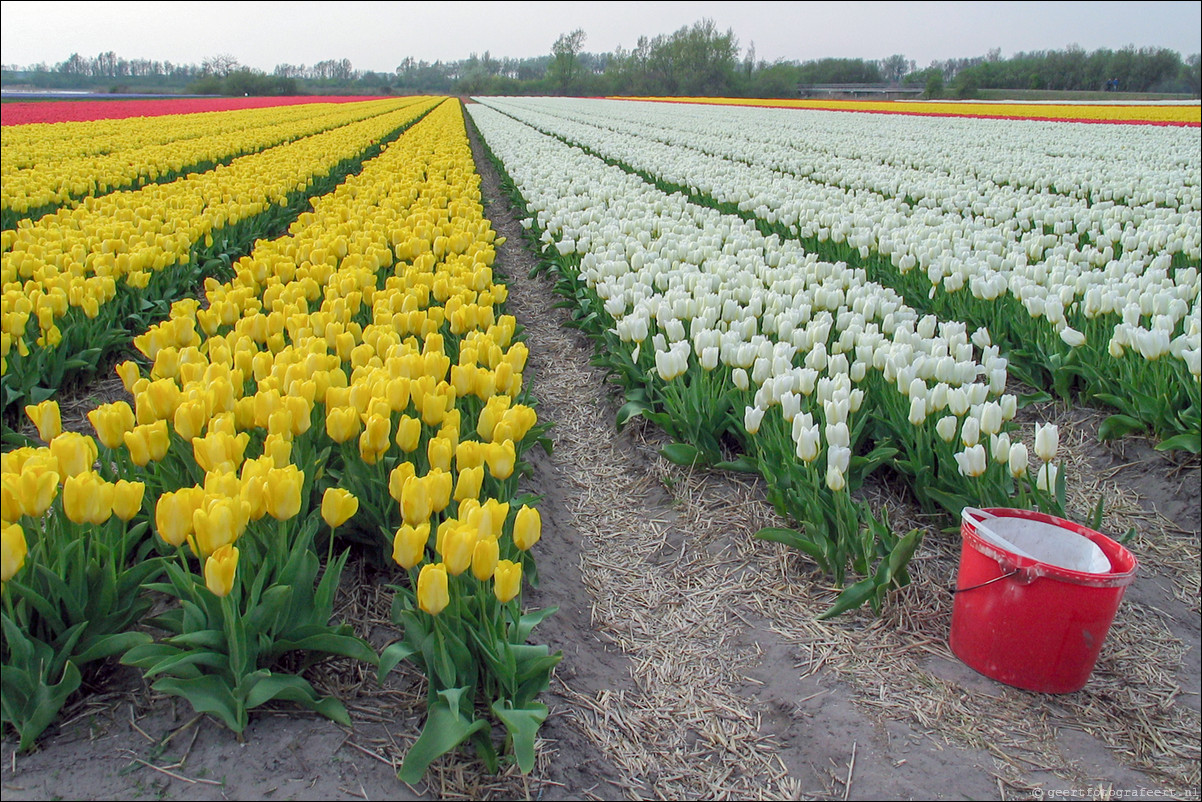 lente tulpen