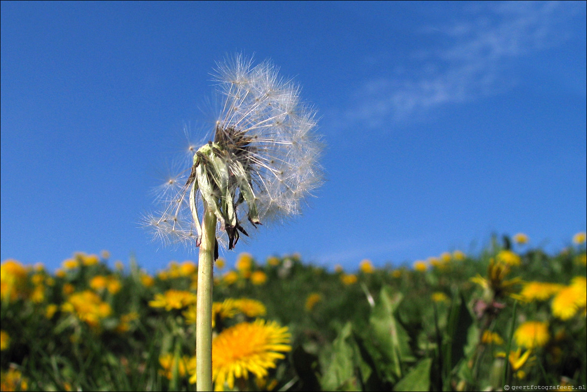 lente paardebloem