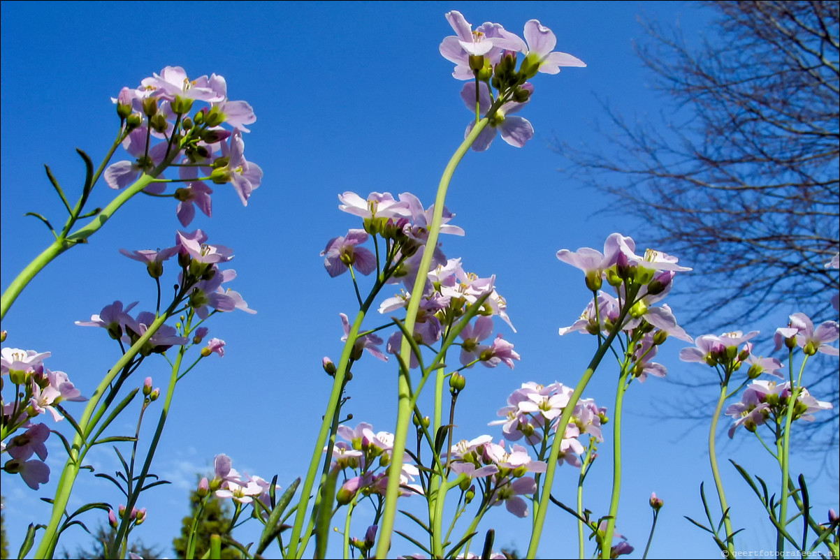 lente pinksterbloem