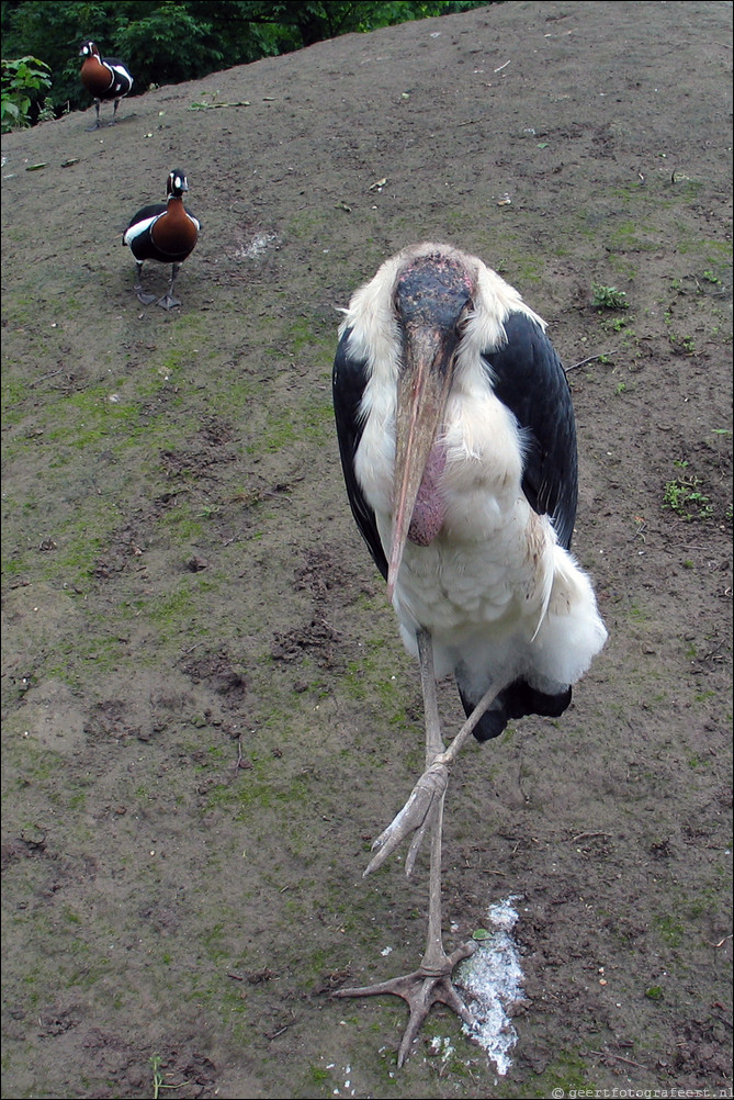 avifauna