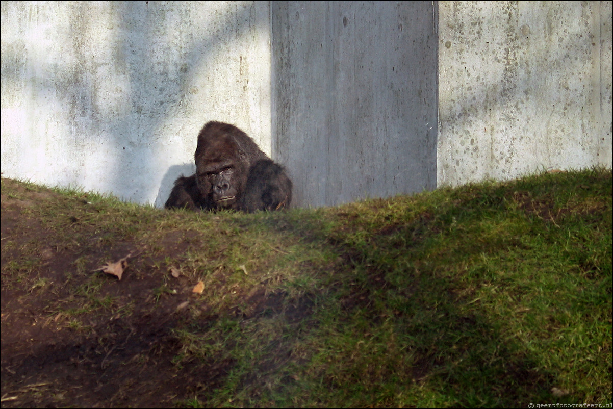 amsterdam artis gorilla