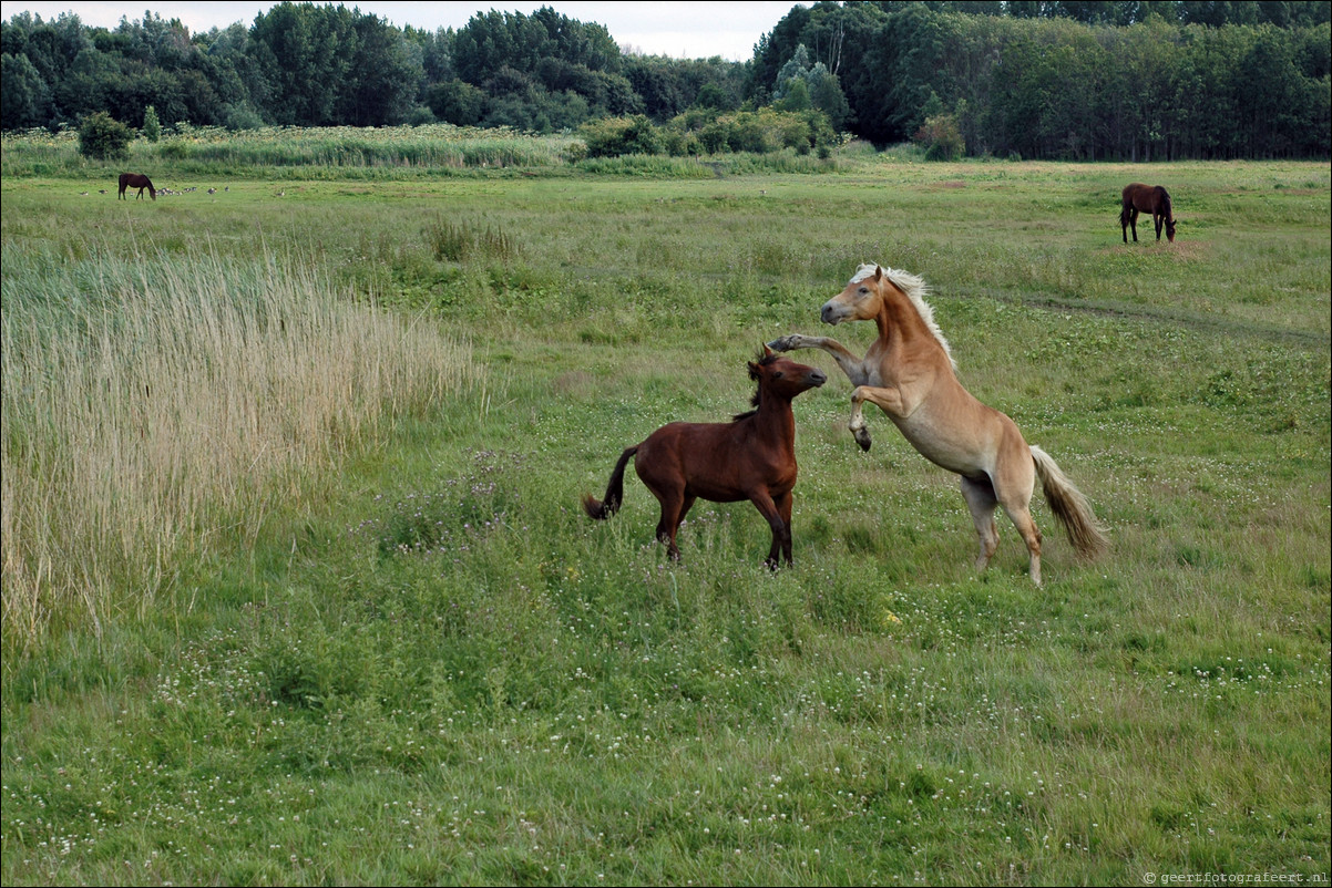 Almere Kromslootpark