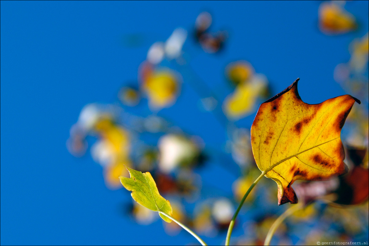 herfst