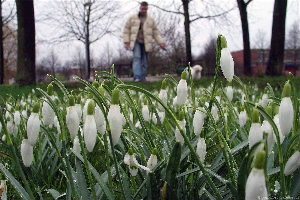 lente sneeuwklokjes