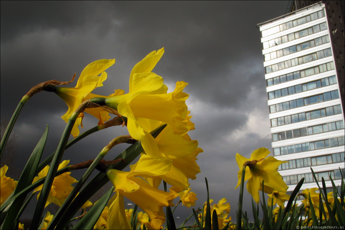 lente narcis