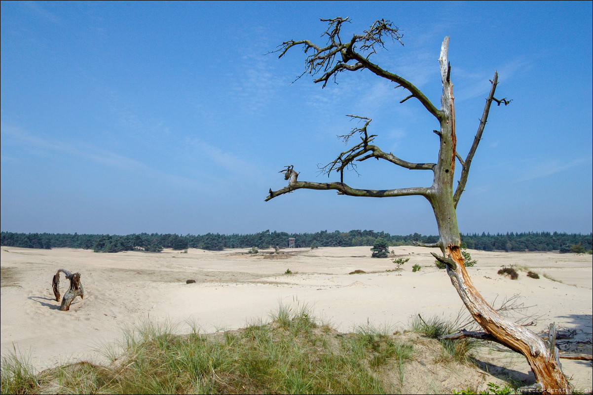 Kootwijker Zand