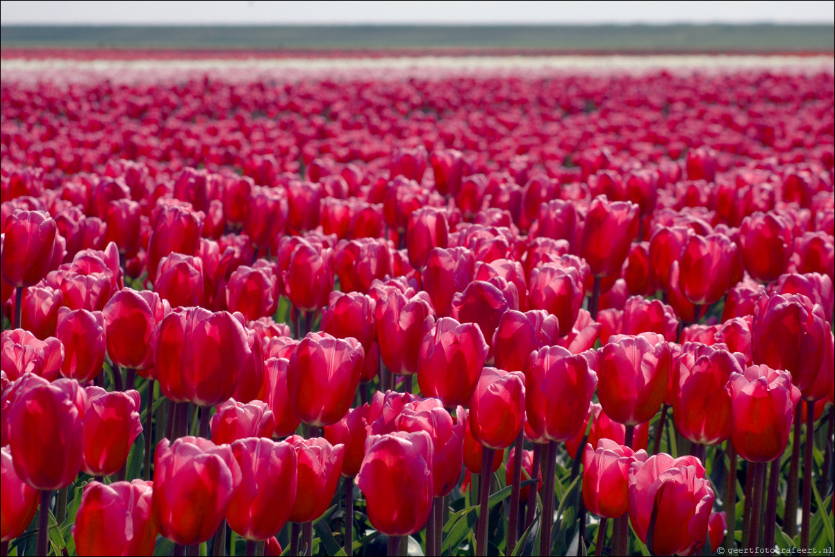 Tulpen in Almere