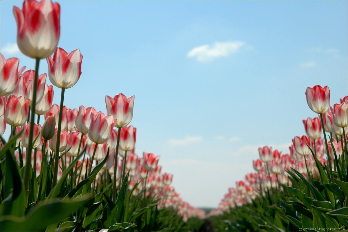 Tulpen in Almere