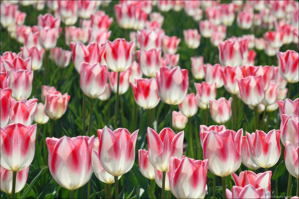 Tulpen in Almere