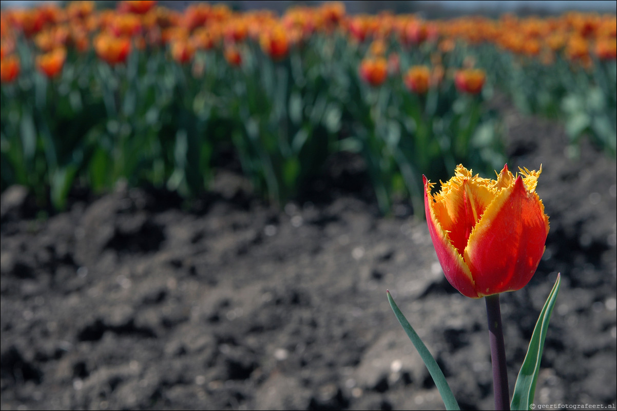 Tulpen in Almere