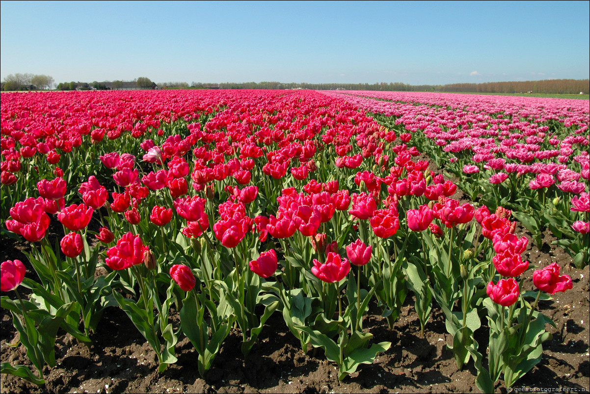 Tulpen in Almere