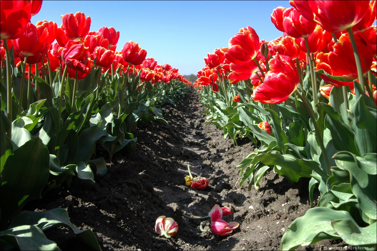 Tulpen in Almere