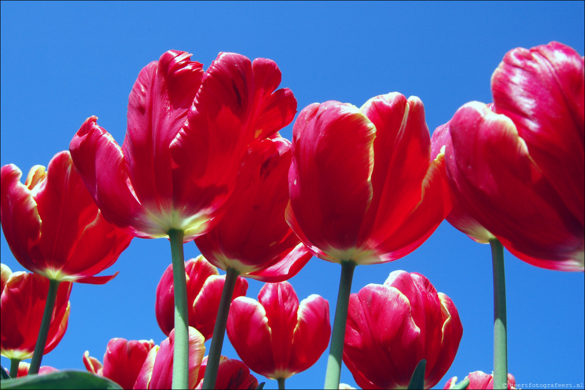 Tulpen in Almere