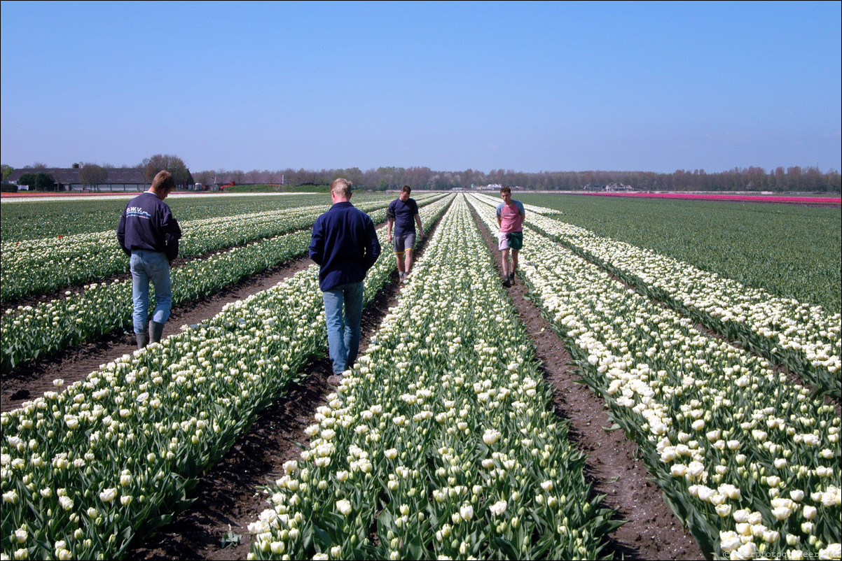 Tulpen in Almere