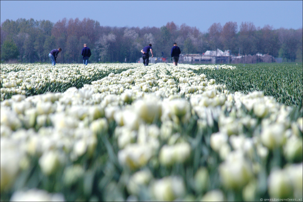 Tulpen in Almere