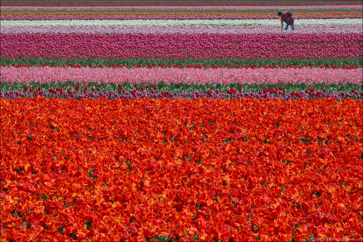 Tulpen in Almere