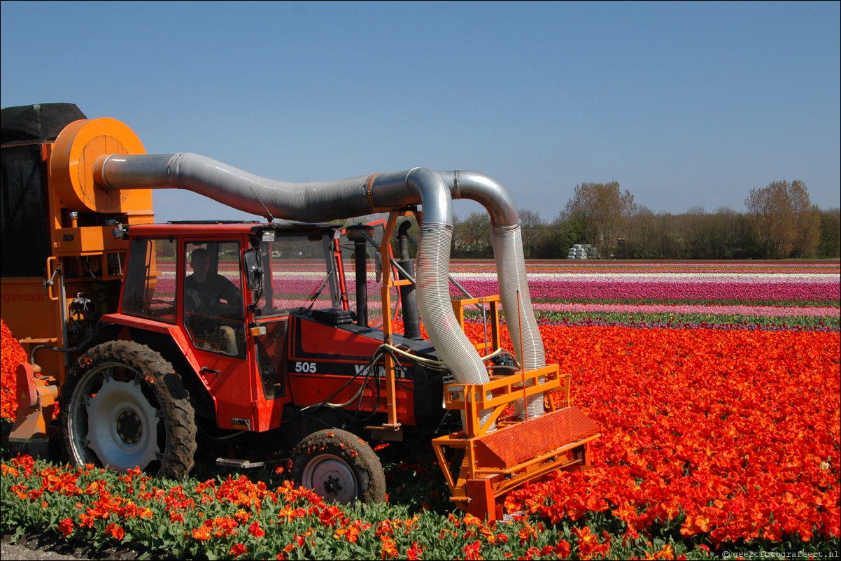 Tulpen in Almere