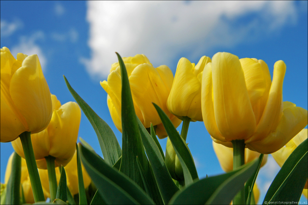 Tulpen in Almere