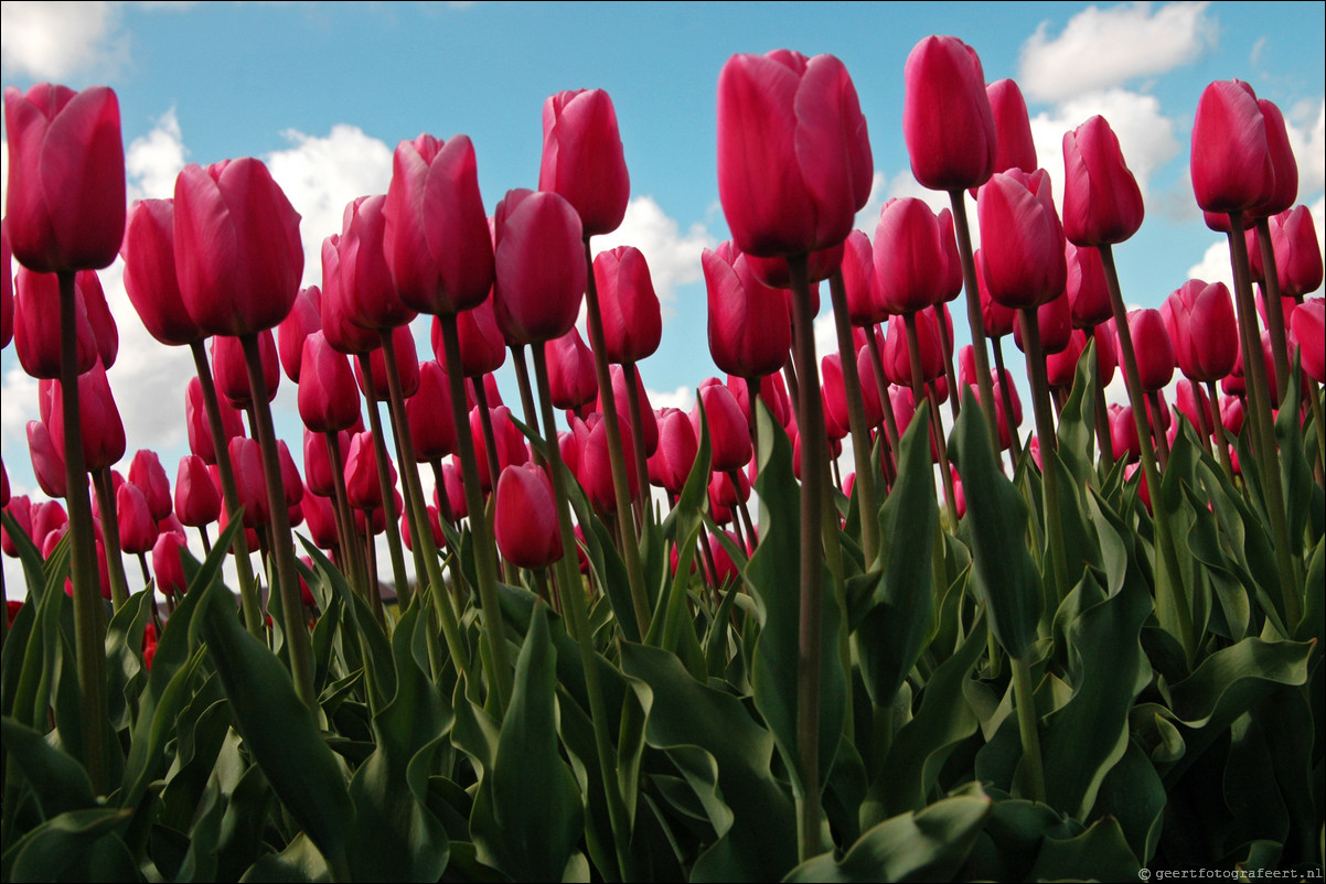 Tulpen in Almere