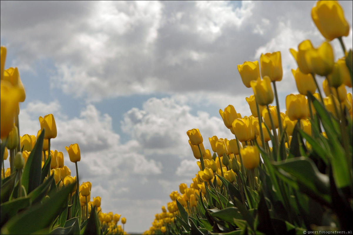 Tulpen in Almere