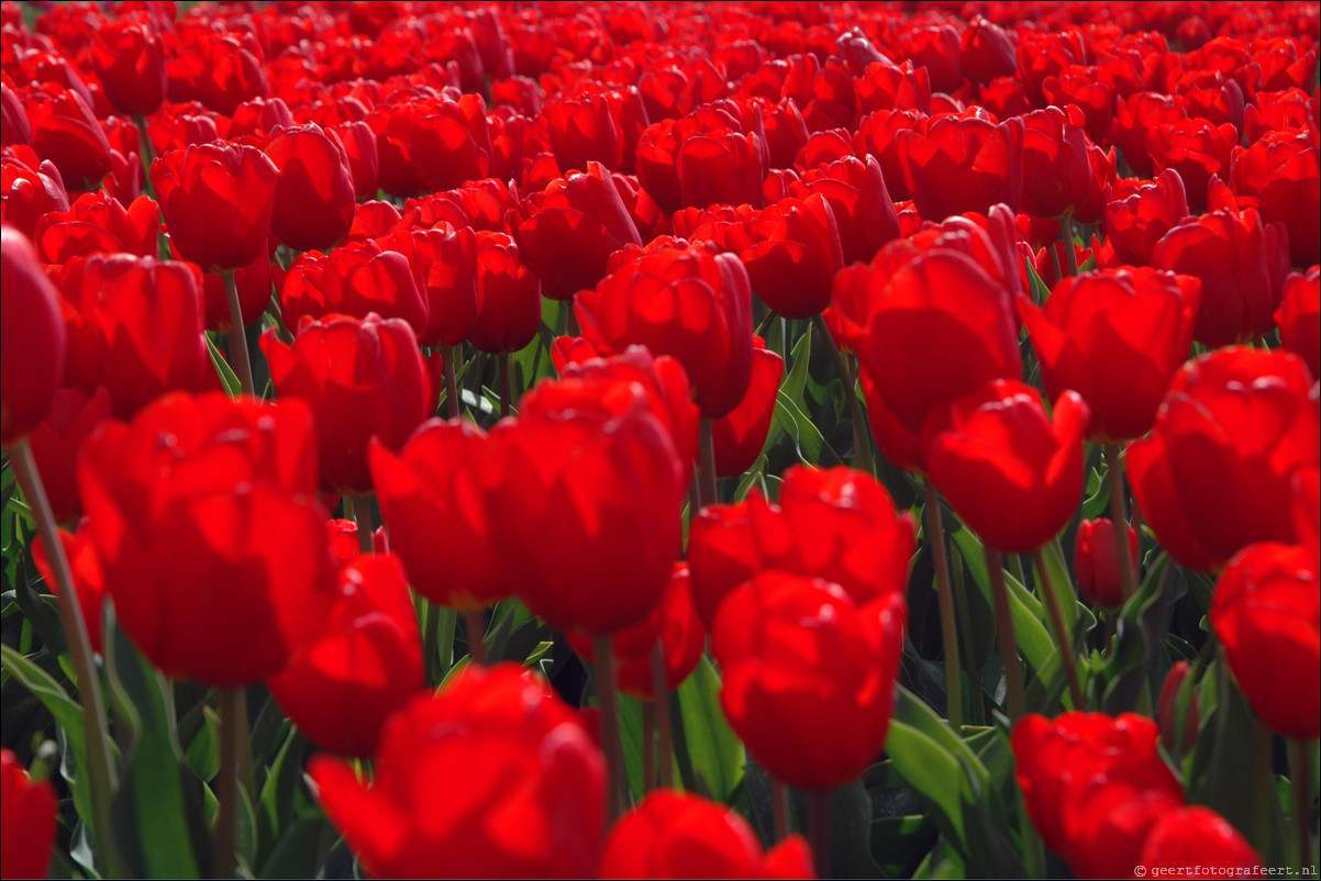 Tulpen in Almere