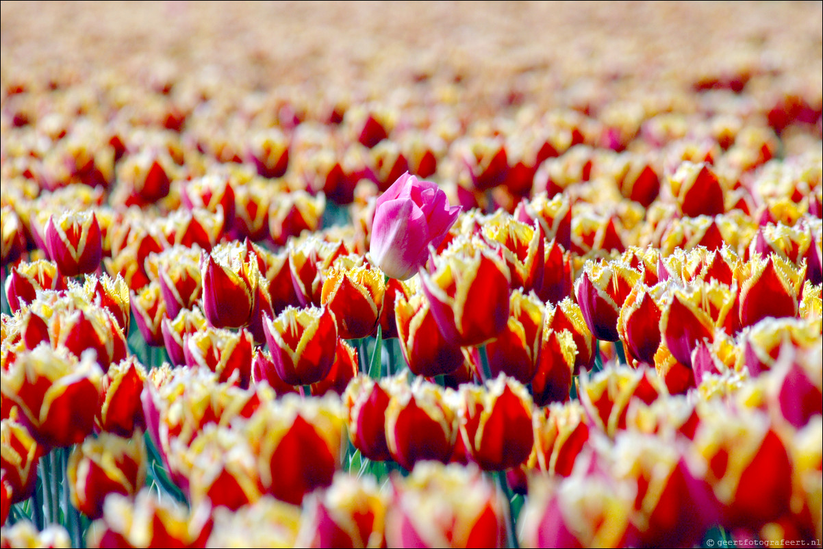 Tulpen in Almere