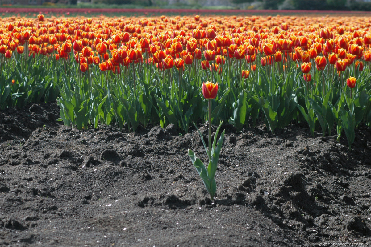 Tulpen in Almere