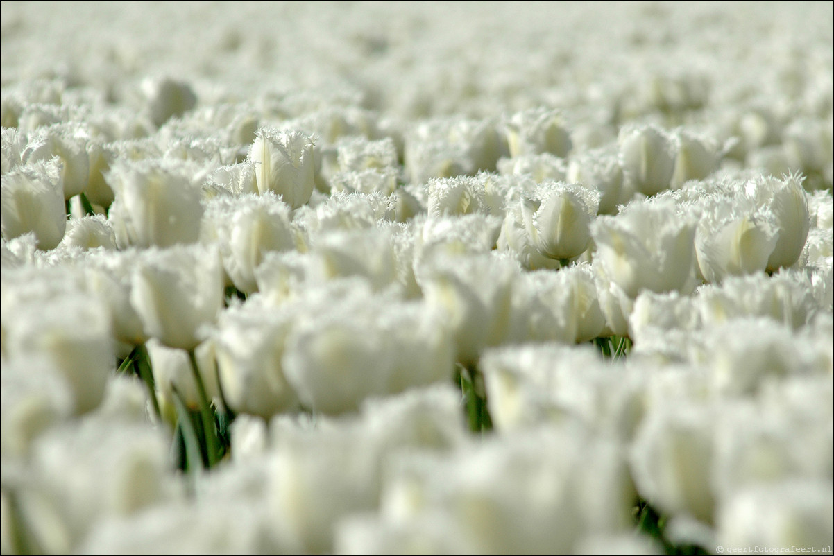 Tulpen in Almere