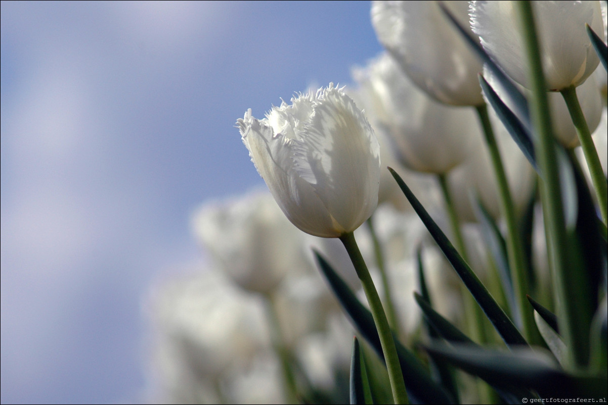 Tulpen in Almere