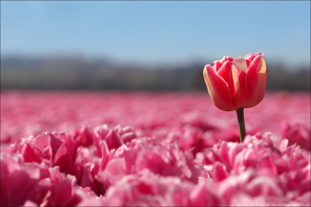 Tulpen in Almere