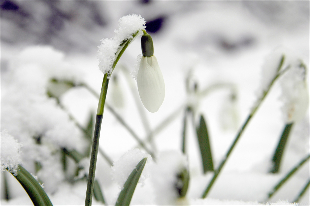 winter sneeuwklokje