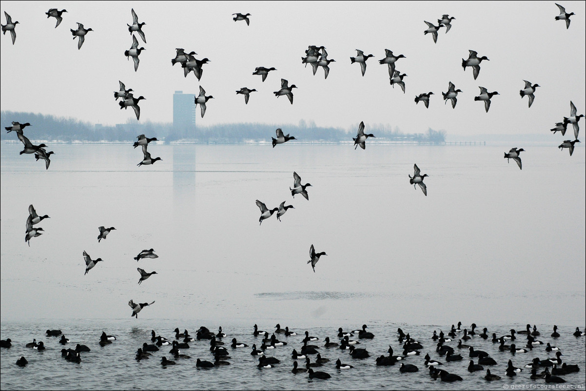 winter gooimeer