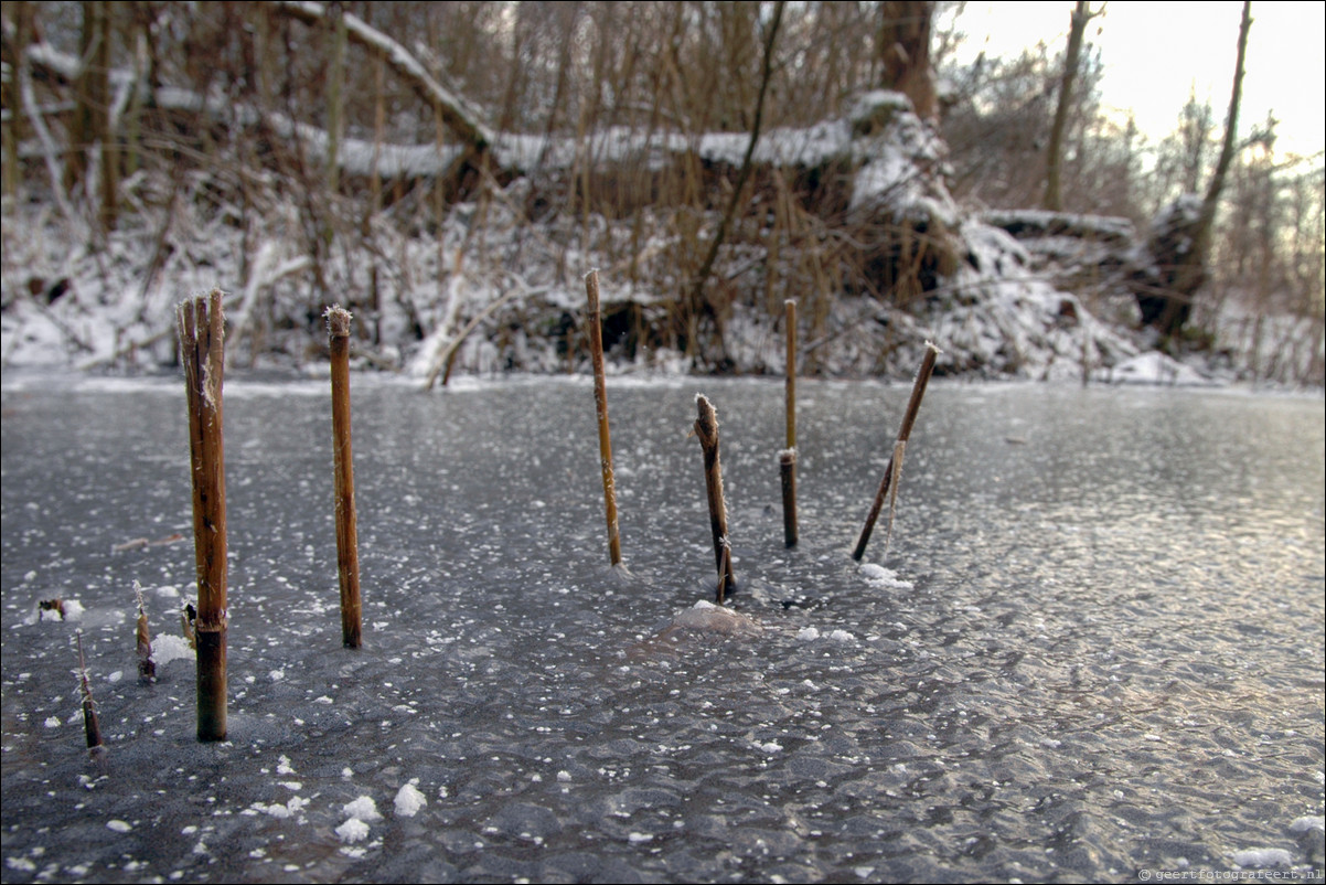 winter riet ijs