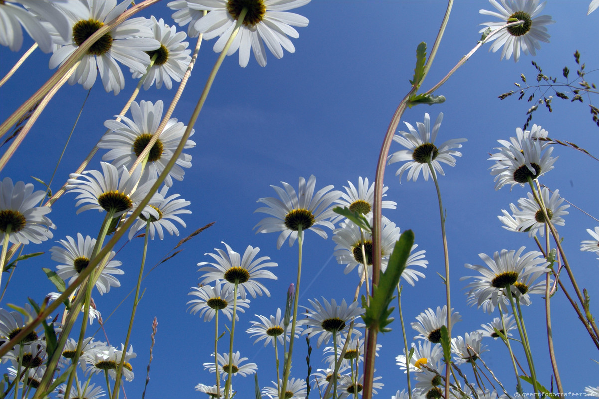 zomer