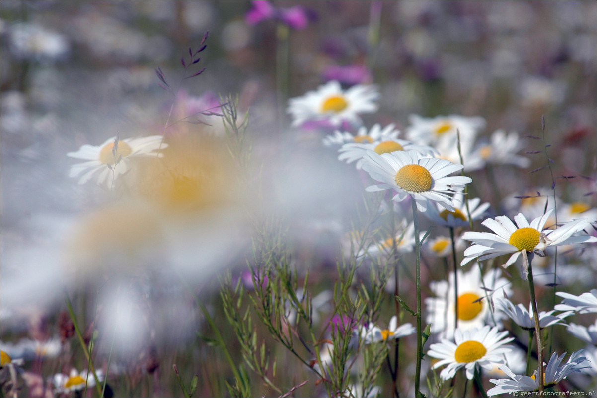 zomer