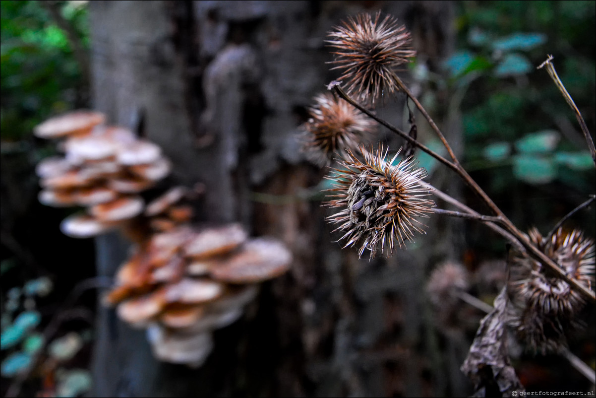 herfst