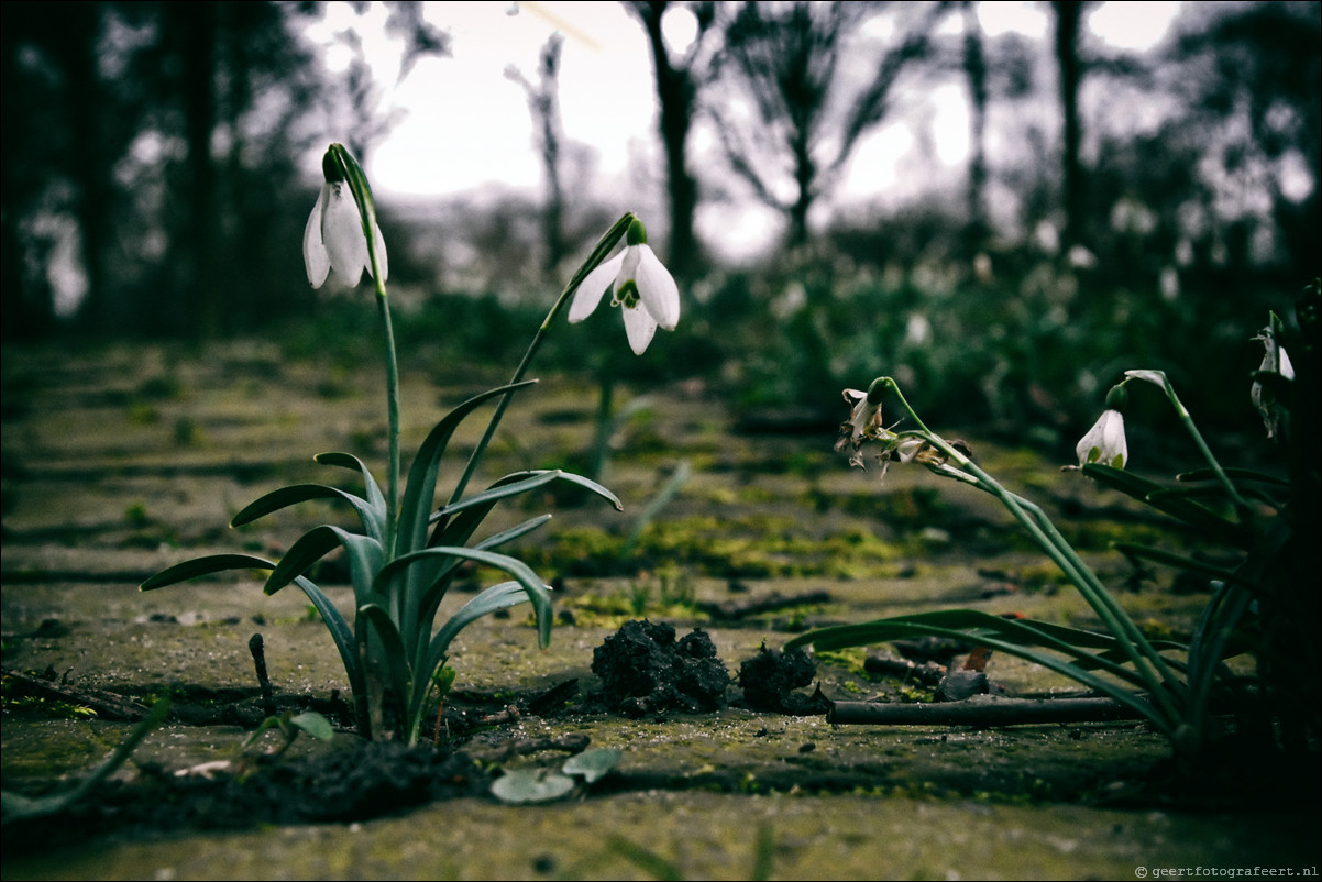 Lente sneeuwklokjes