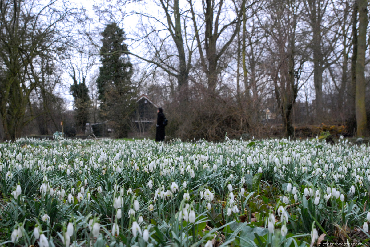 Lente sneeuwklokjes