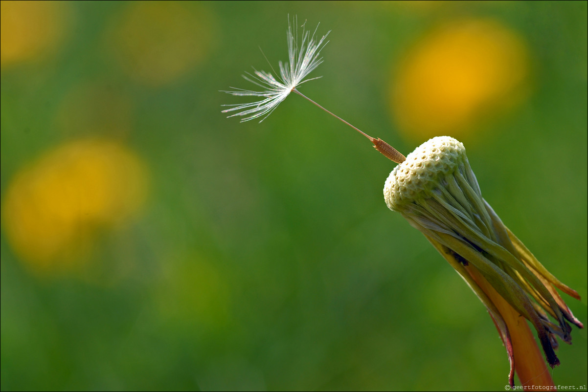 Lente paardebloem